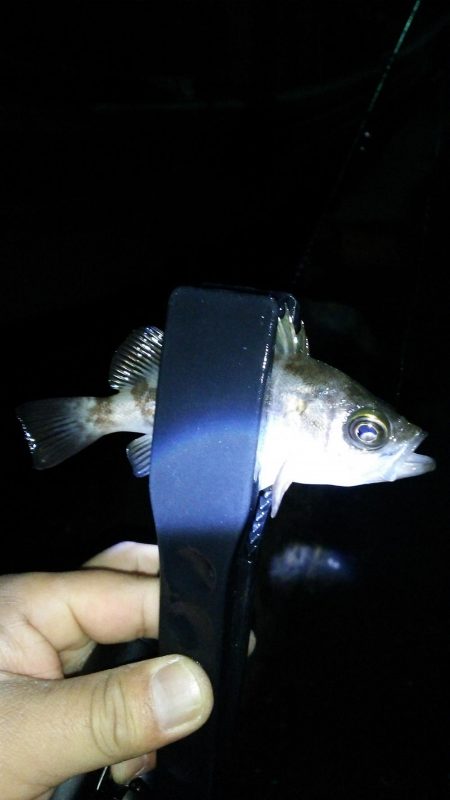 まだまだなんとかアジング