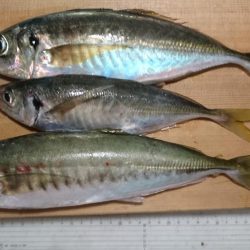 鯛釣り