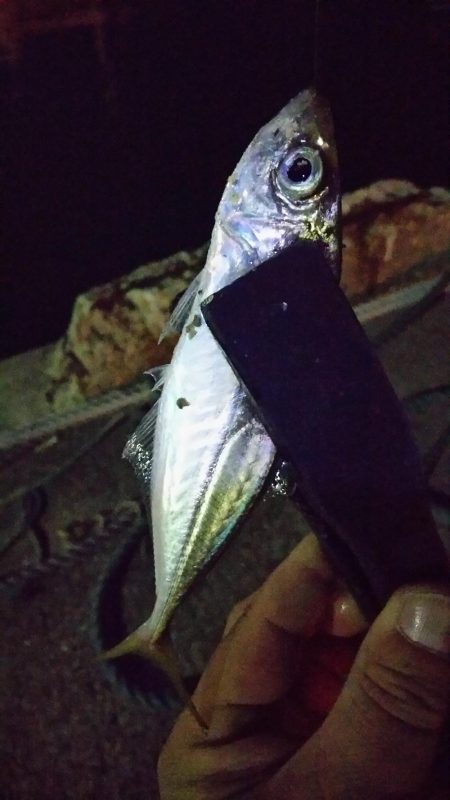 極寒強風アジング