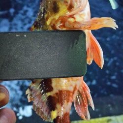 まだまだなんとかアジング