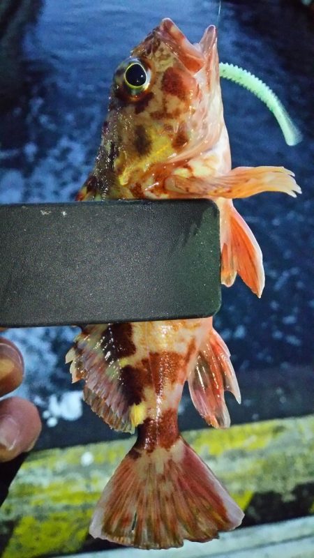 まだまだなんとかアジング