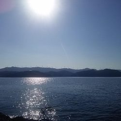 なぎ丸渡船でアオリ狙いがハマチGET