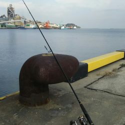 シーバス調査~苅田港