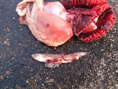 2017今年最後の播磨