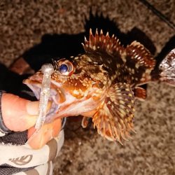 昨日に味を占め連ちゃん