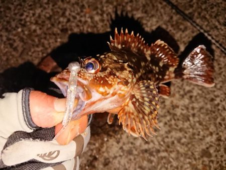 昨日に味を占め連ちゃん