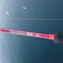 湾奥タチウオまだいてる