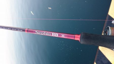 湾奥タチウオまだいてる