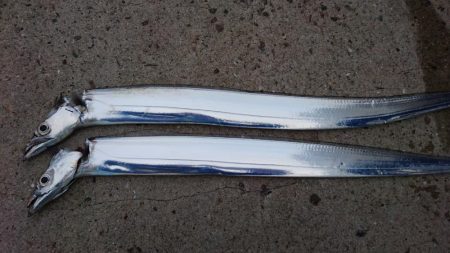 X\’masｲﾌﾞ タチウオ釣行