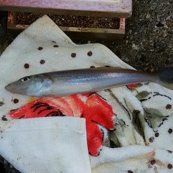 終盤を迎える二見の落ちギス