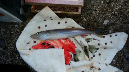 終盤を迎える二見の落ちギス