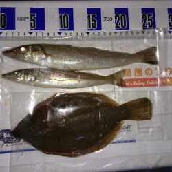 キス、カレイ釣り