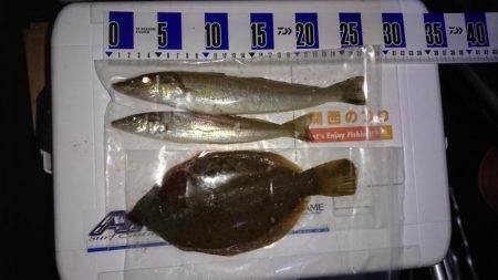 キス、カレイ釣り