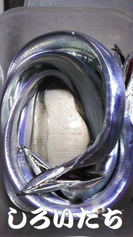 今日は、芦屋浜までタチウオを釣りに行きまし…