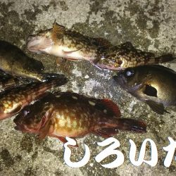 メバル狙いで、２０１７年釣り納めか？