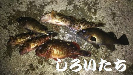 メバル狙いで、２０１７年釣り納めか？