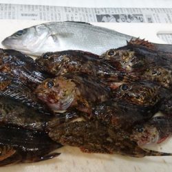 クリスマス釣りー