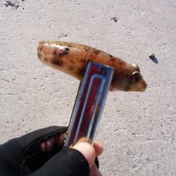 クラカケトラギス釣りに…