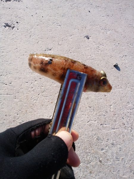 クラカケトラギス釣りに…