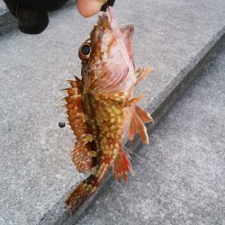 癒しのガシラゲーム