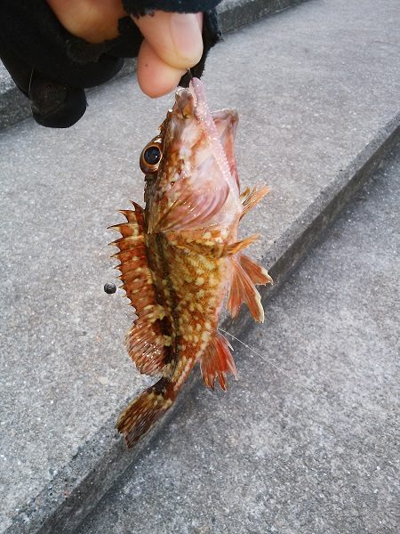 癒しのガシラゲーム