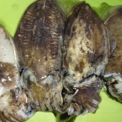 ラストコウイカ