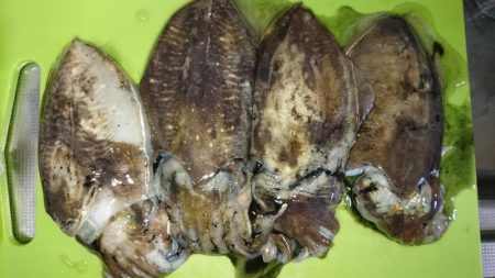 ラストコウイカ