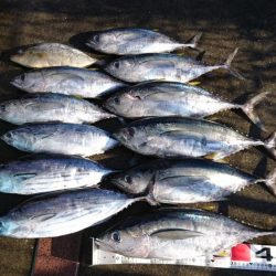 ビンタ&カツオ爆釣！