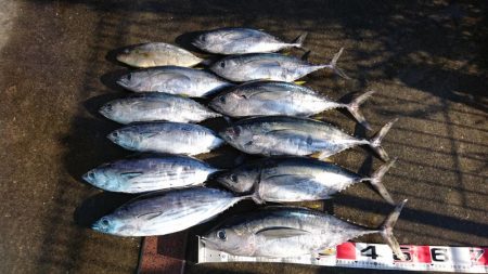 ビンタ&カツオ爆釣！