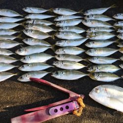 久しぶりのボートアジング