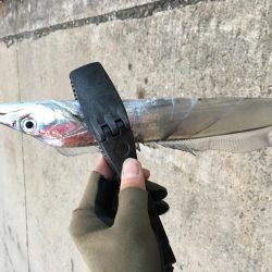 湾奥タチウオ。深ダナが決め手!