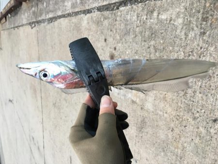 湾奥タチウオ。深ダナが決め手!