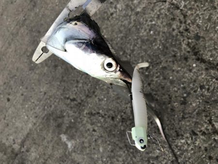 がっつり丸呑み！これがエサルアー！！