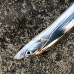 時合いはたったの15分!?価値ある4本