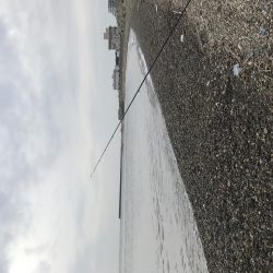 五目釣り達成？