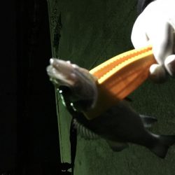 小イワシ泳がせ