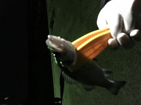 小イワシ泳がせ