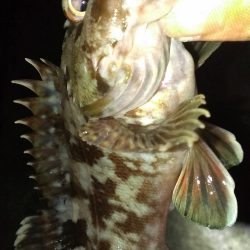 ガシラ調査スタート