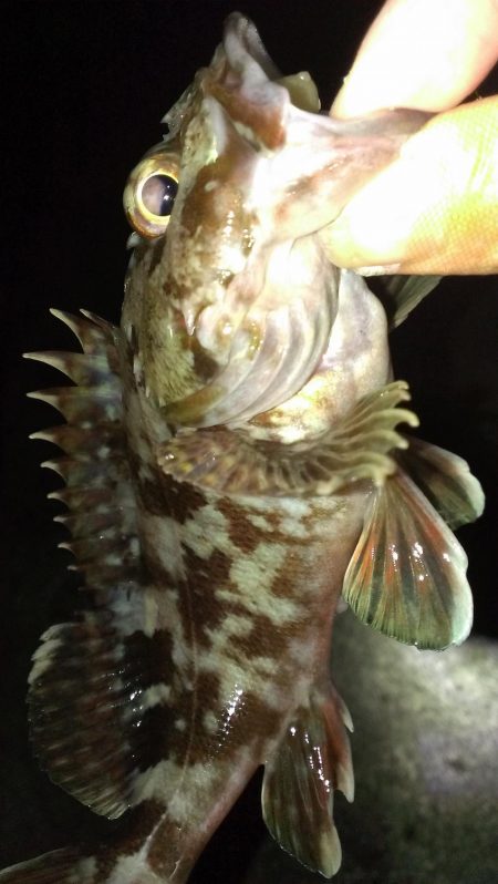 ガシラ調査スタート