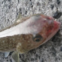 ボトムしつこく