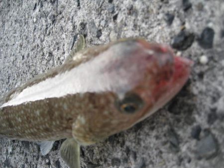 ボトムしつこく