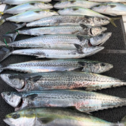 ビックファイターさんで竿納となりました