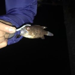 メッキ釣果〜九目釣り〜