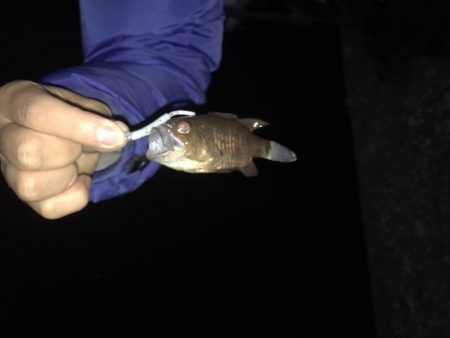 メッキ釣果〜九目釣り〜