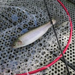 東山湖忘年釣行