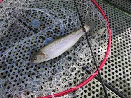 東山湖忘年釣行