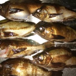 爆風メバリング