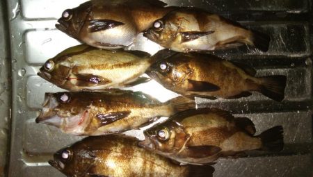 爆風メバリング