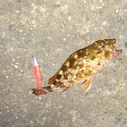 マイクロワインド　メバリング