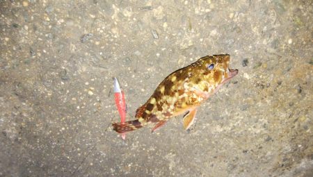 マイクロワインド　メバリング